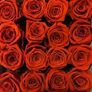 Sold❤️ Premier Forever 🌹 Roses